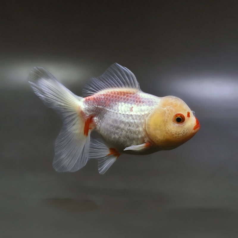 【金魚王子】更紗高頭オランダ  10.5cm前後 (個体番号：xsw512) 金魚 きんぎょ 生体 オランダ獅子頭 厳選個体