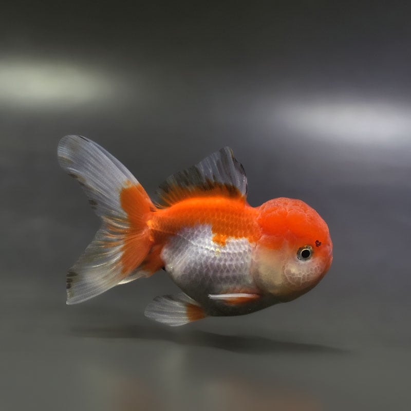 すべての商品 | 金魚の通販は「金魚王子 オンラインストア」金魚専門店