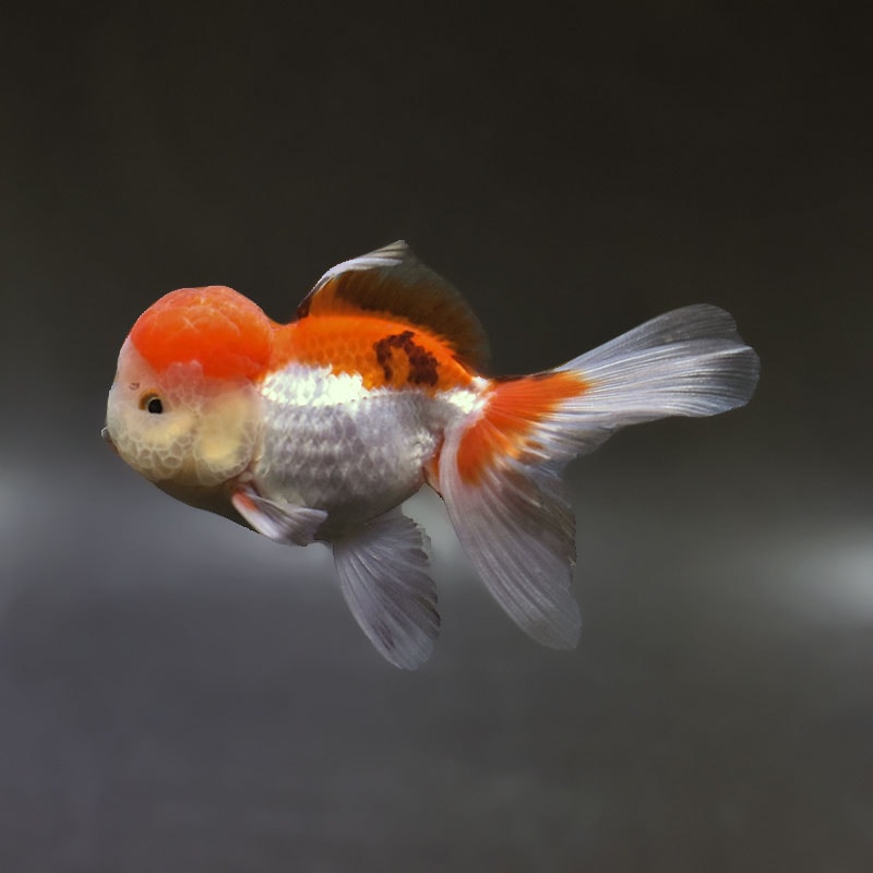 【金魚王子】三色高頭オランダ  9.5cm前後 (個体番号：xsw515) 金魚 きんぎょ 生体 オランダ獅子頭 厳選個体