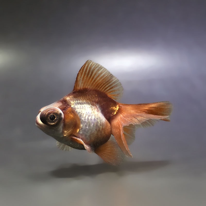 【金魚王子】メノウ蝶尾 9cm前後 (個体番号：xsw521) 金魚 きんぎょ 生体 蝶尾 厳選個体