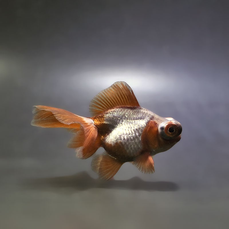 【金魚王子】メノウ蝶尾 9cm前後 (個体番号：xsw522) 金魚 きんぎょ 生体 蝶尾 厳選個体