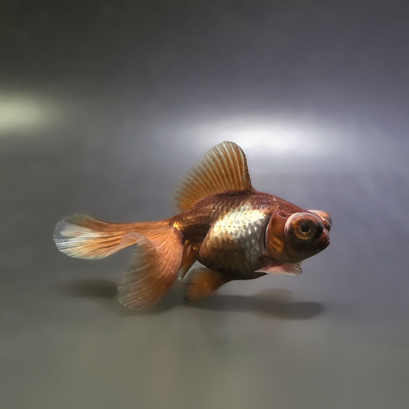 【金魚王子】メノウ蝶尾 10cm前後 (個体番号：xsw523) 金魚 きんぎょ 生体 蝶尾 厳選個体
