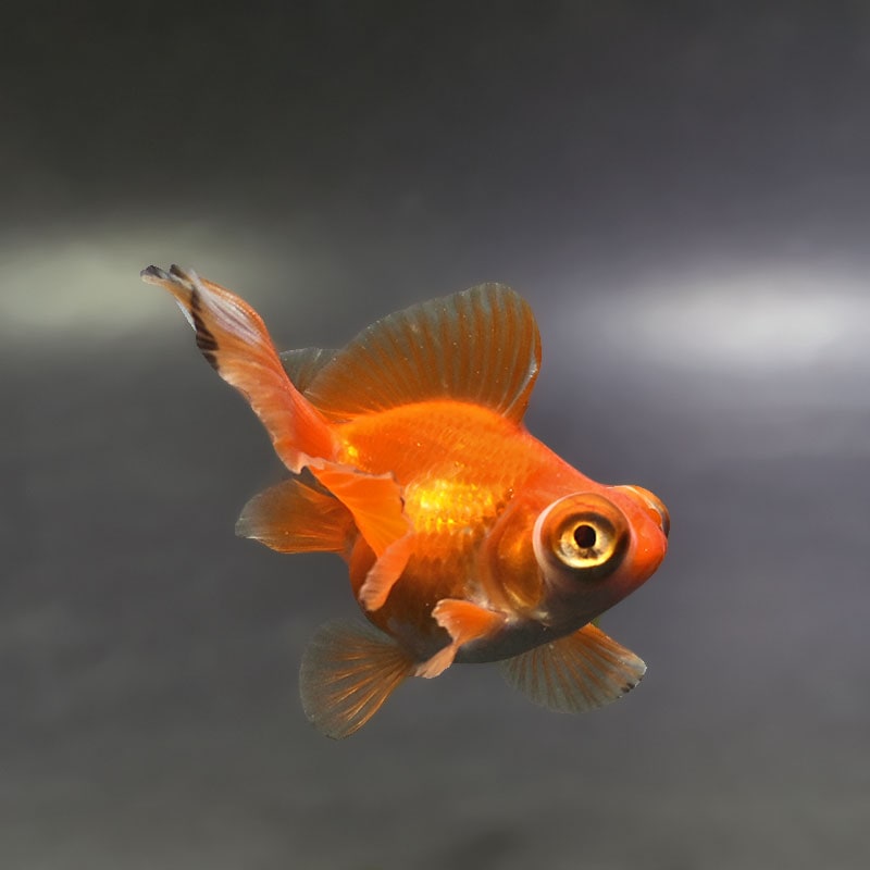 【金魚王子】レッド蝶尾 7～8cm前後 (個体番号：xsw531) 金魚 きんぎょ 生体 蝶尾 厳選個体
