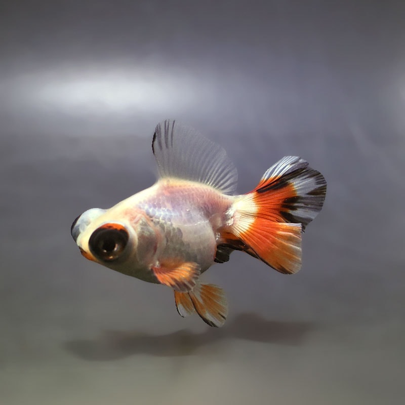 【金魚王子】三色蝶尾 7～8cm前後 (個体番号：xsw532) 金魚 きんぎょ 生体 蝶尾 厳選個体