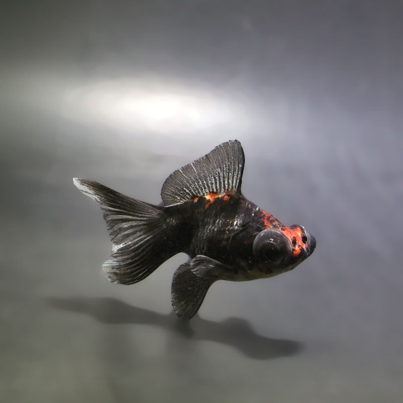 【金魚王子】三色蝶尾 7～8cm前後 (個体番号：xsw533) 金魚 きんぎょ 生体 蝶尾 厳選個体