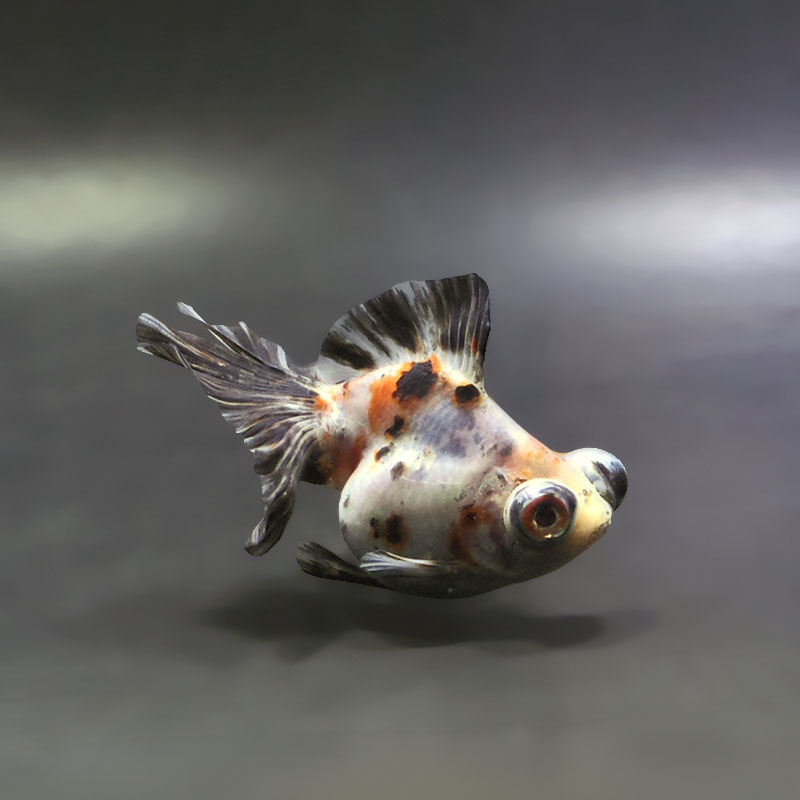 【金魚王子】三色蝶尾 7～8cm前後 (個体番号：xsw534) 金魚 きんぎょ 生体 蝶尾 厳選個体
