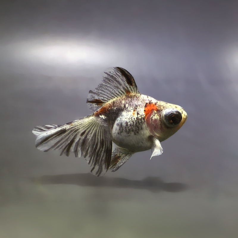 【金魚王子】キャリコ蝶尾 7～8cm前後 (個体番号：xsw535) 金魚 きんぎょ 生体 蝶尾 厳選個体