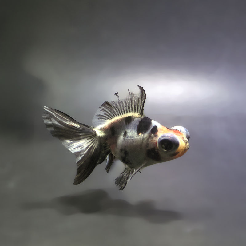 すべての商品 | 金魚の通販は「金魚王子 オンラインストア」金魚専門店