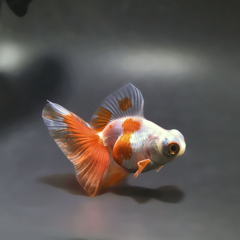 【金魚王子】更紗蝶尾 7～8cm前後 (個体番号：xsw537) 金魚 きんぎょ 生体 蝶尾 厳選個体