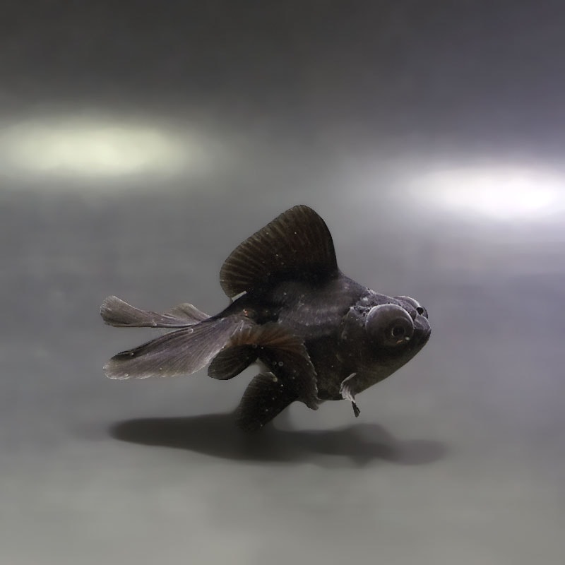 【金魚王子】黒蝶尾 7～8cm前後 (個体番号：xsw538) 金魚 きんぎょ 生体 蝶尾 厳選個体