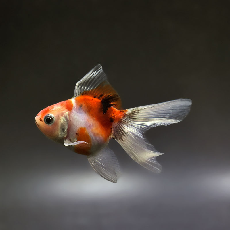 らんちゅうペアー 金魚 | 金魚の通販は「金魚王子 オンラインストア」金魚専門店 販売