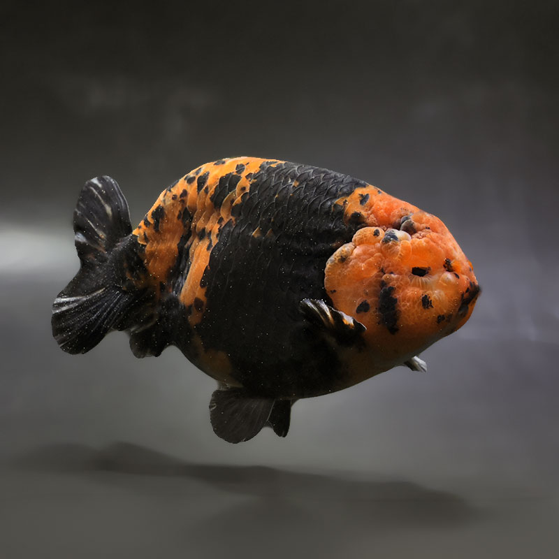 金魚,らんちゅう系,江戸錦 | 金魚の通販は「金魚王子 オンラインストア