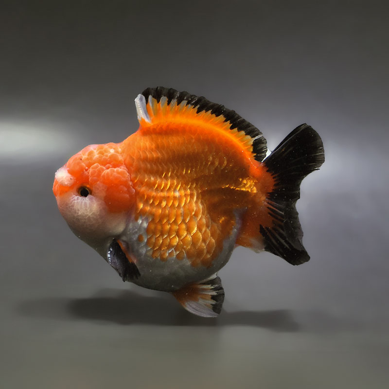 【金魚王子】トリカラーオランダ 11cm前後 (個体番号:xsw572) 金魚 きんぎょ 生体 オランダ獅子頭 厳選個体