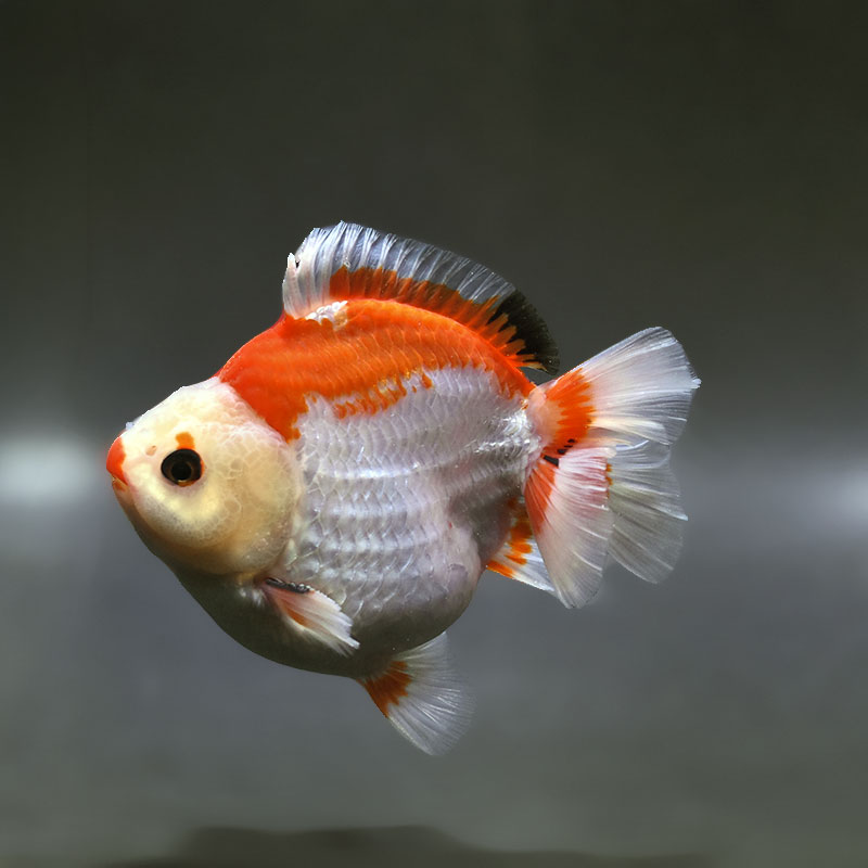 金魚商品【３】 金魚王子】更紗三ツ尾和金 7.5～8cm前後 (個体番号：cde577) 金魚