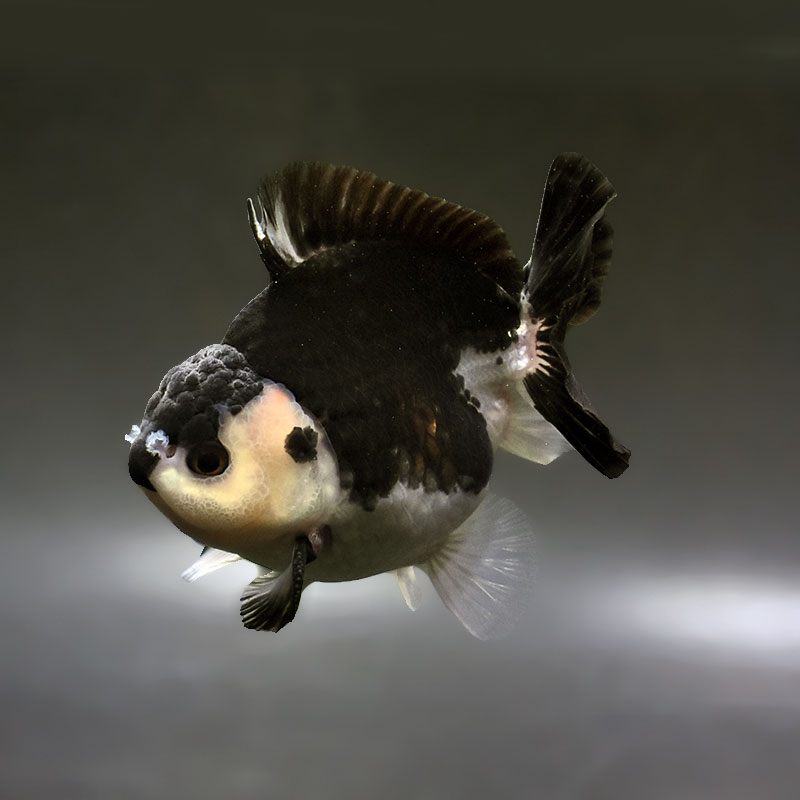 【金魚王子】トリカラーオランダ  10.5cm前後 (個体番号：xsw575) 金魚 きんぎょ 生体 オランダ獅子頭 厳選個体