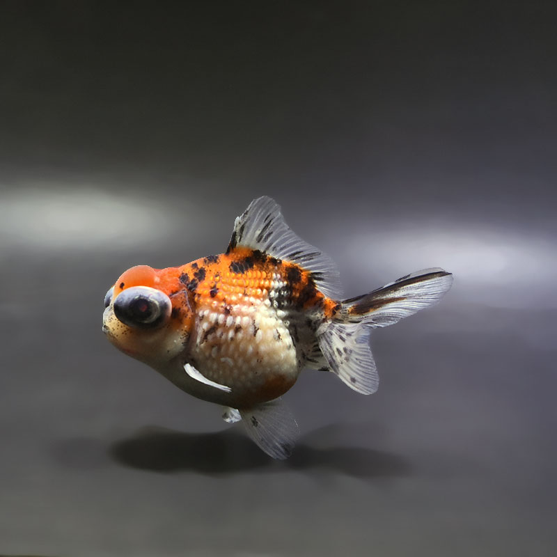 【金魚王子】キャリコ出目浜錦 9.5cm前後 (個体番号：xsw581) 金魚 きんぎょ 生体 パールスケール 厳選個体