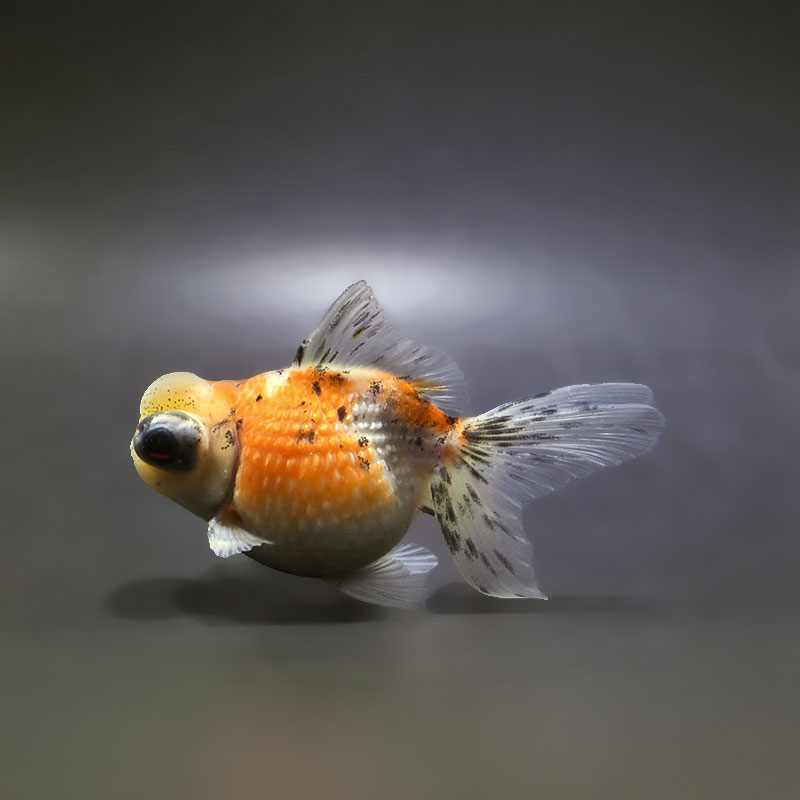 【金魚王子】キャリコ出目浜錦 10.5cm前後 (個体番号：xsw582) 金魚 きんぎょ 生体 パールスケール 厳選個体