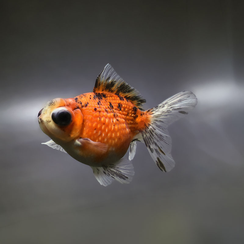 【金魚王子】キャリコ出目浜錦 10cm前後 (個体番号：xsw583) 金魚 きんぎょ 生体 パールスケール 厳選個体