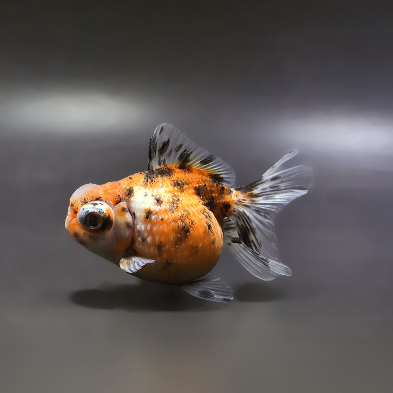【金魚王子】キャリコ出目浜錦 10cm前後 (個体番号：xsw584) 金魚 きんぎょ 生体 パールスケール 厳選個体
