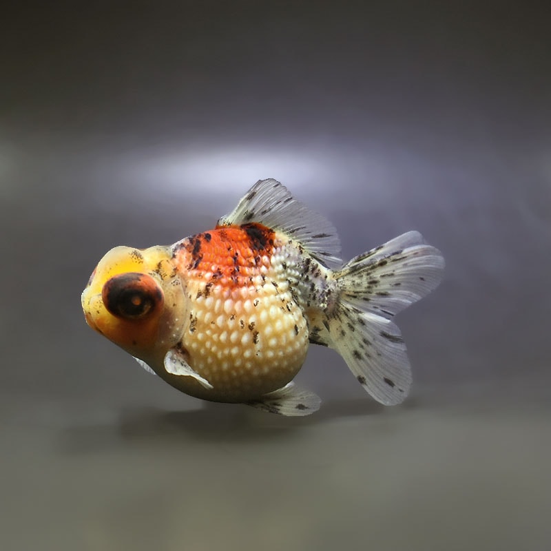 【金魚王子】キャリコ出目浜錦 10.5cm前後 (個体番号：xsw585) 金魚 きんぎょ 生体 パールスケール 厳選個体