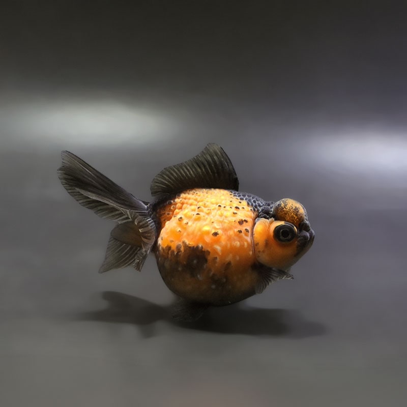 【金魚王子】虎出目浜錦 9.5cm前後 (個体番号：xsw586) 金魚 きんぎょ 生体 パールスケール 厳選個体