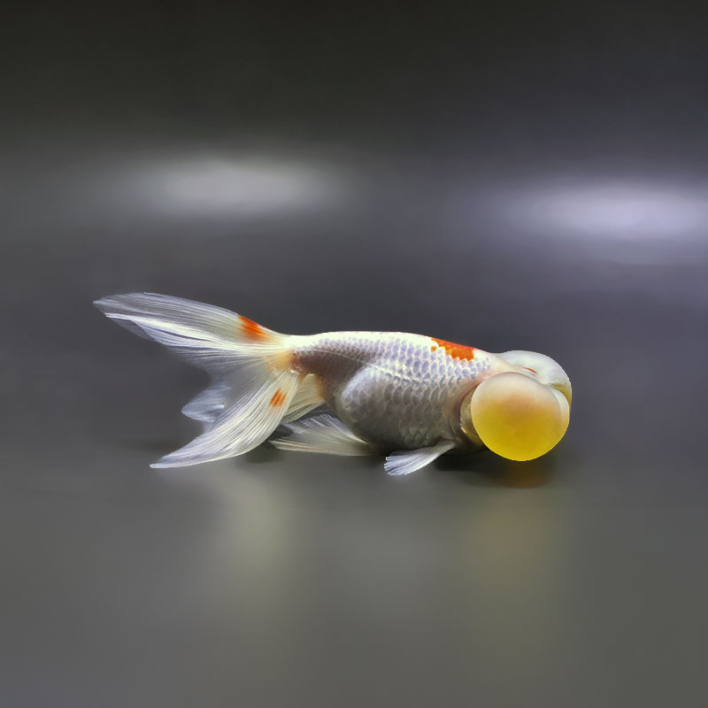 【金魚王子】更紗水泡眼 12.5cm前後 (個体番号：xsw591) 金魚 きんぎょ 生体 琉金 厳選個体