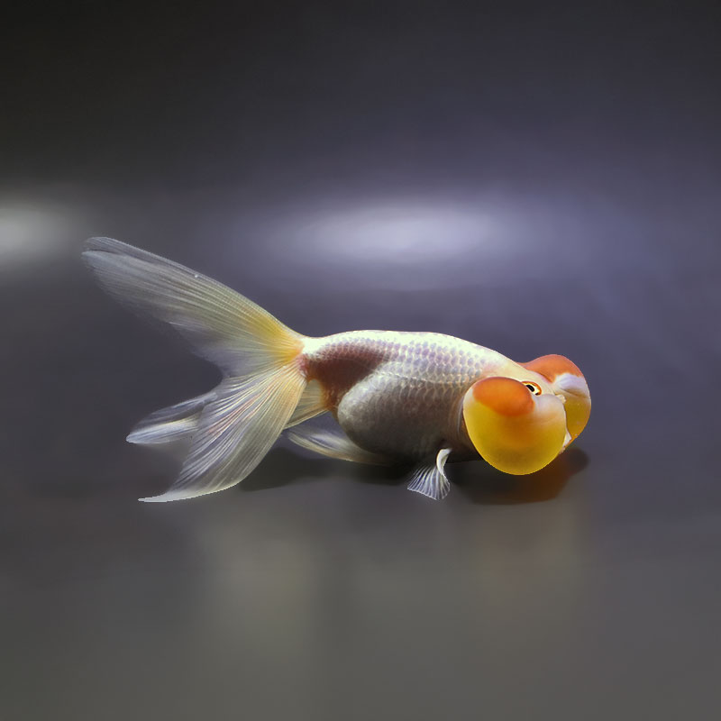 【金魚王子】更紗水泡眼 12.5cm前後 (個体番号：xsw592) 金魚 きんぎょ 生体 琉金 厳選個体