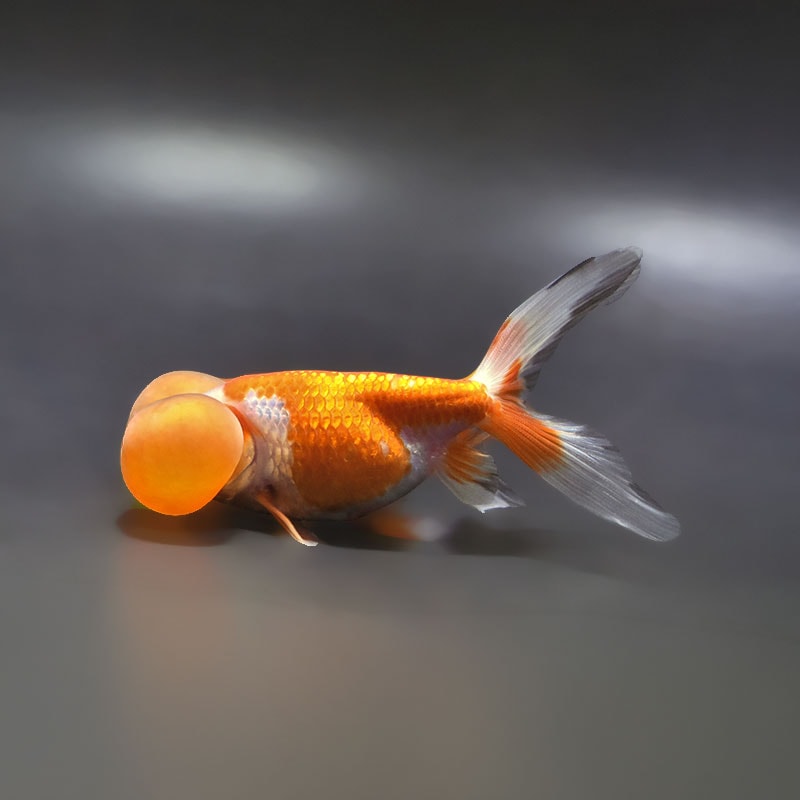 【金魚王子】更紗水泡眼 12.5cm前後 (個体番号：xsw593) 金魚 きんぎょ 生体 琉金 厳選個体