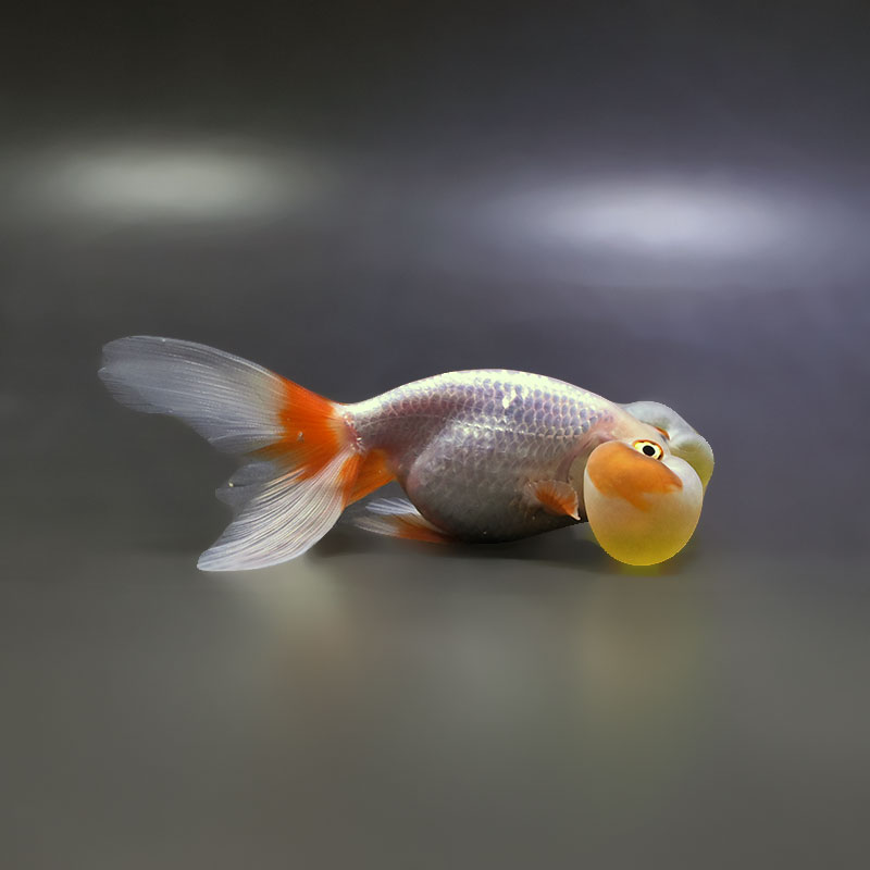 【金魚王子】更紗水泡眼 12.5cm前後 (個体番号：xsw594) 金魚 きんぎょ 生体 琉金 厳選個体