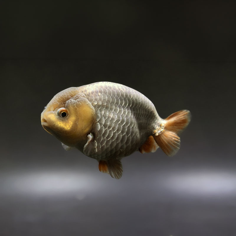 【金魚王子】メノウらんちゅう 8±1cm前後 (個体番号：xsw601) 金魚 きんぎょ 生体 らんちゅう 厳選個体