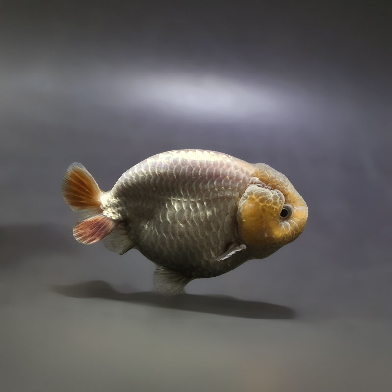 【金魚王子】メノウらんちゅう 8±1cm前後 (個体番号：xsw602) 金魚 きんぎょ 生体 らんちゅう 厳選個体