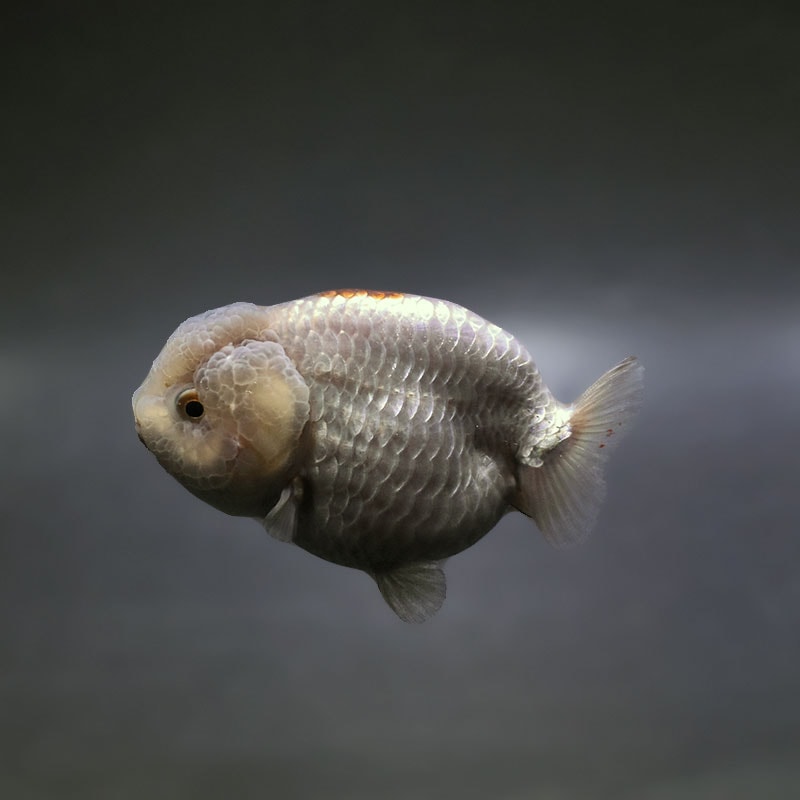 【金魚王子】メノウらんちゅう 8±1cm前後 (個体番号：xsw603) 金魚 きんぎょ 生体 らんちゅう 厳選個体
