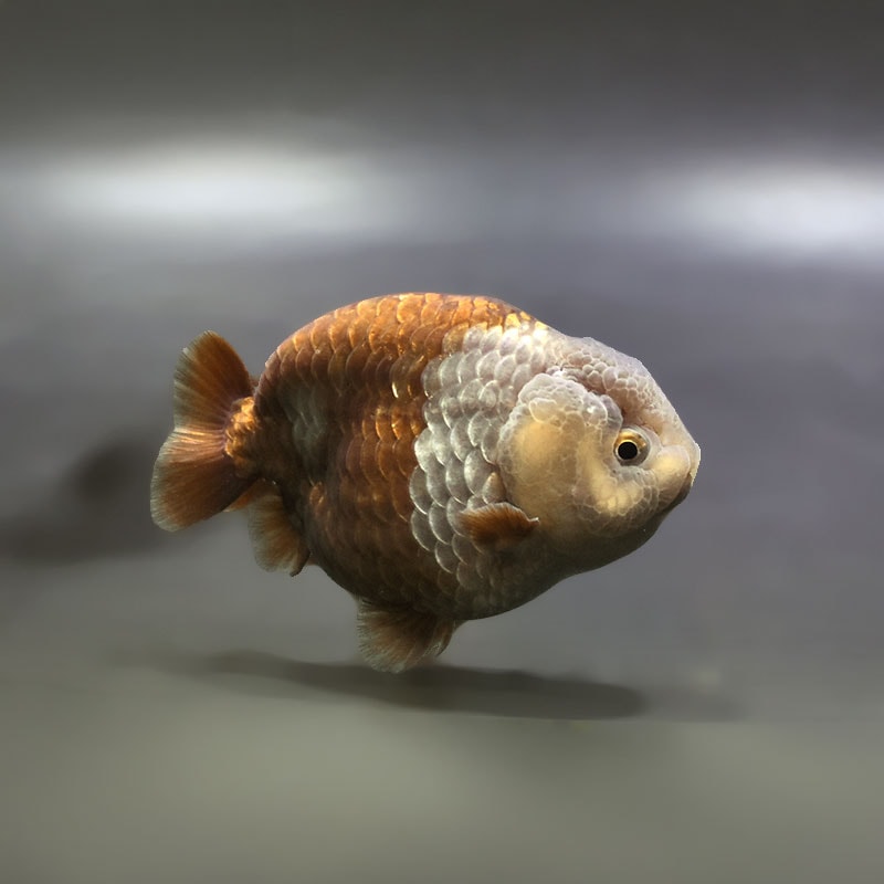 【金魚王子】メノウらんちゅう 8±1cm前後 (個体番号：xsw604) 金魚 きんぎょ 生体 らんちゅう 厳選個体