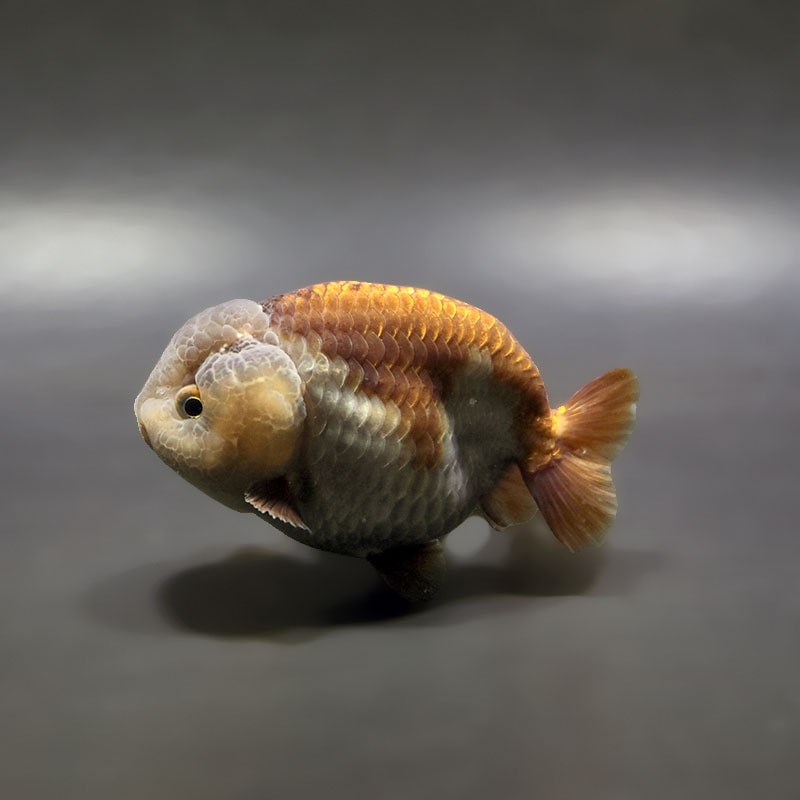 【金魚王子】メノウらんちゅう 8±1cm前後 (個体番号：xsw605) 金魚 きんぎょ 生体 らんちゅう 厳選個体
