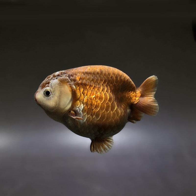 【金魚王子】メノウらんちゅう 8±1cm前後 (個体番号：xsw606) 金魚 きんぎょ 生体 らんちゅう 厳選個体