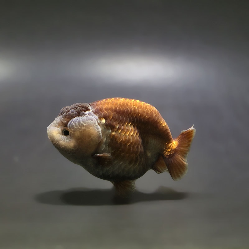 【金魚王子】メノウらんちゅう 8±1cm前後 (個体番号：xsw607) 金魚 きんぎょ 生体 らんちゅう 厳選個体