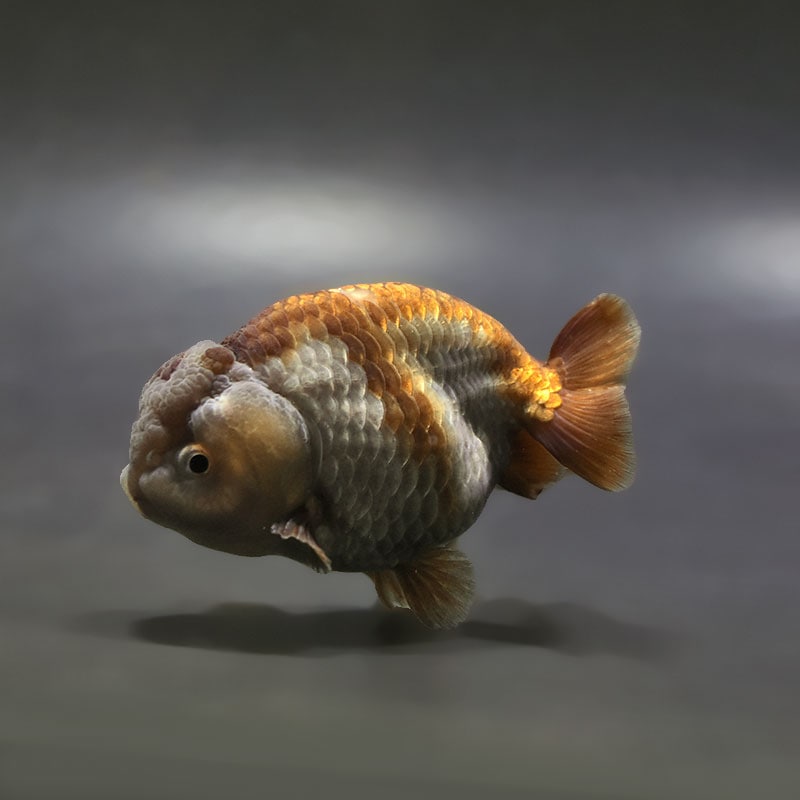 【金魚王子】メノウらんちゅう 8±1cm前後 (個体番号：xsw608) 金魚 きんぎょ 生体 らんちゅう 厳選個体