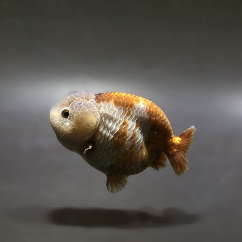 【金魚王子】メノウらんちゅう 8±1cm前後 (個体番号：xsw609) 金魚 きんぎょ 生体 らんちゅう 厳選個体