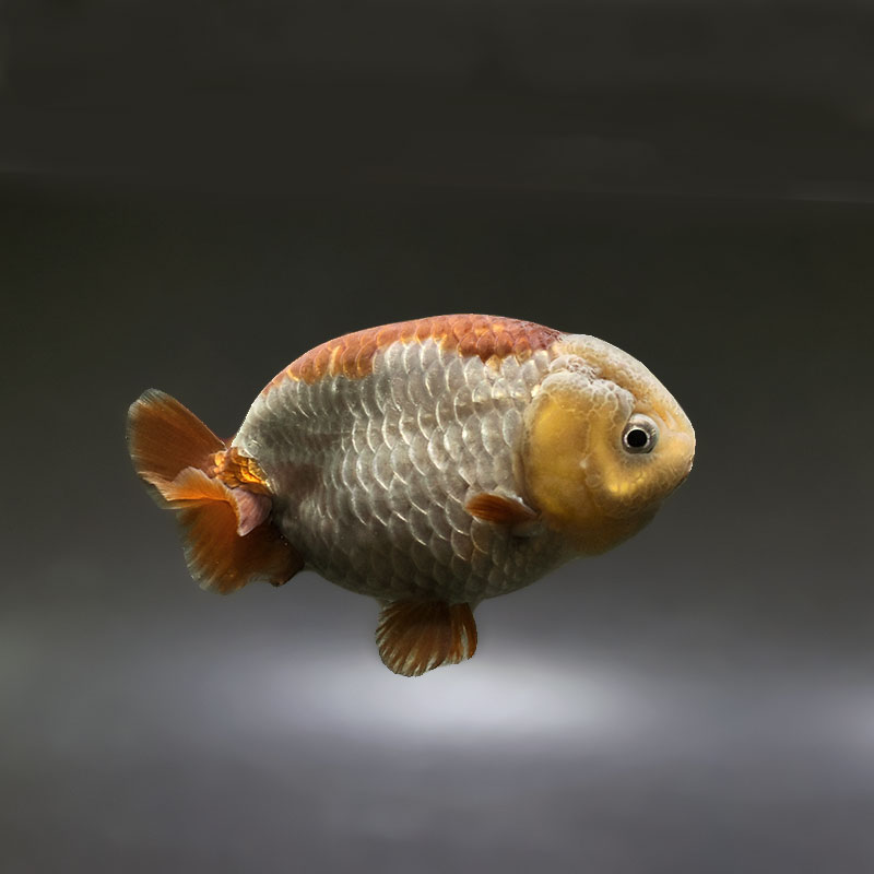 【金魚王子】メノウらんちゅう 8±1cm前後 (個体番号：xsw610) 金魚 きんぎょ 生体 らんちゅう 厳選個体