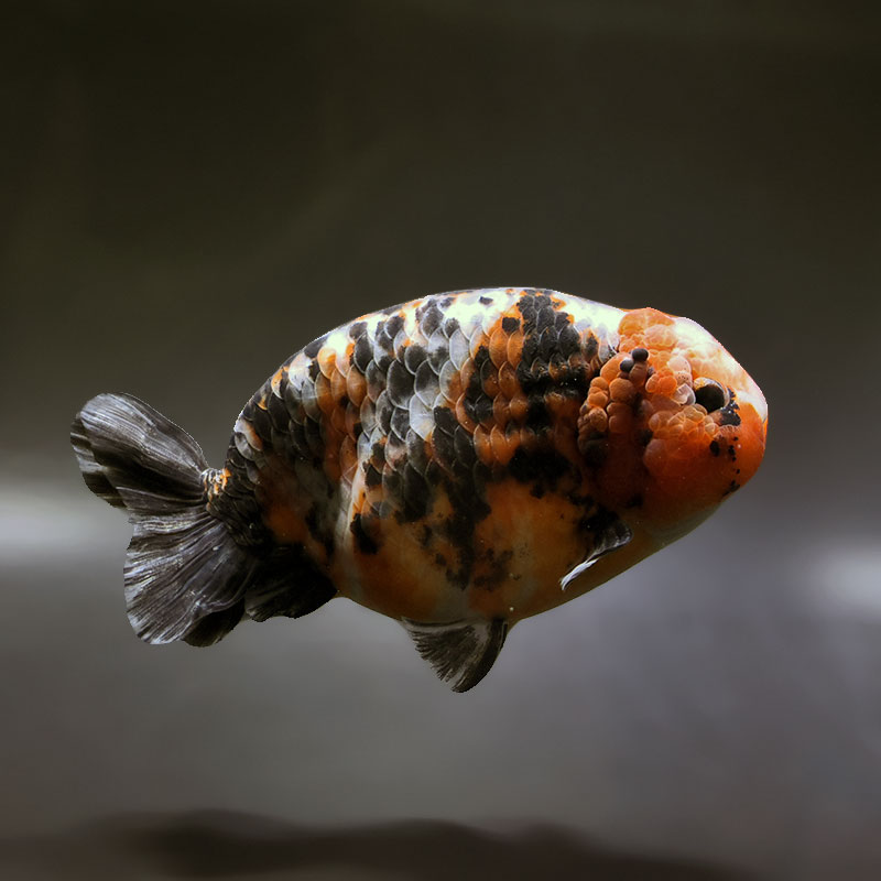 らんちゅう（150cm） 金魚王子】ベビーらんちゅう 6～7cm前後 (個体番号：xsw733) 金魚