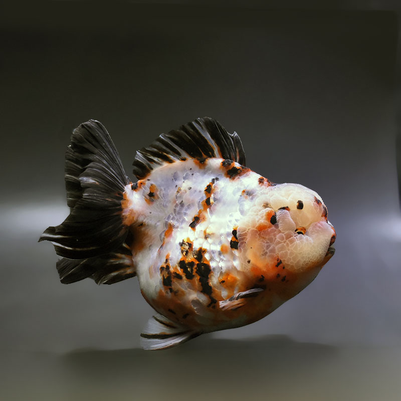 【金魚王子】三色ショートテールオランダ  17cm前後 (個体番号：xsw631) 金魚 きんぎょ 生体 オランダ獅子頭 厳選個体