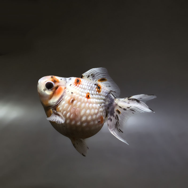 【金魚王子】キャリコピンポンパール 9cm前後 (個体番号：xsw641) 金魚 きんぎょ 生体 パールスケール 厳選個体