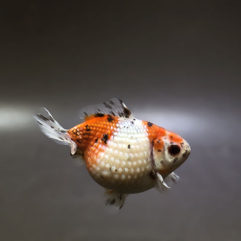 【金魚王子】キャリコピンポンパール 8cm前後 (個体番号：xsw642) 金魚 きんぎょ 生体 パールスケール 厳選個体