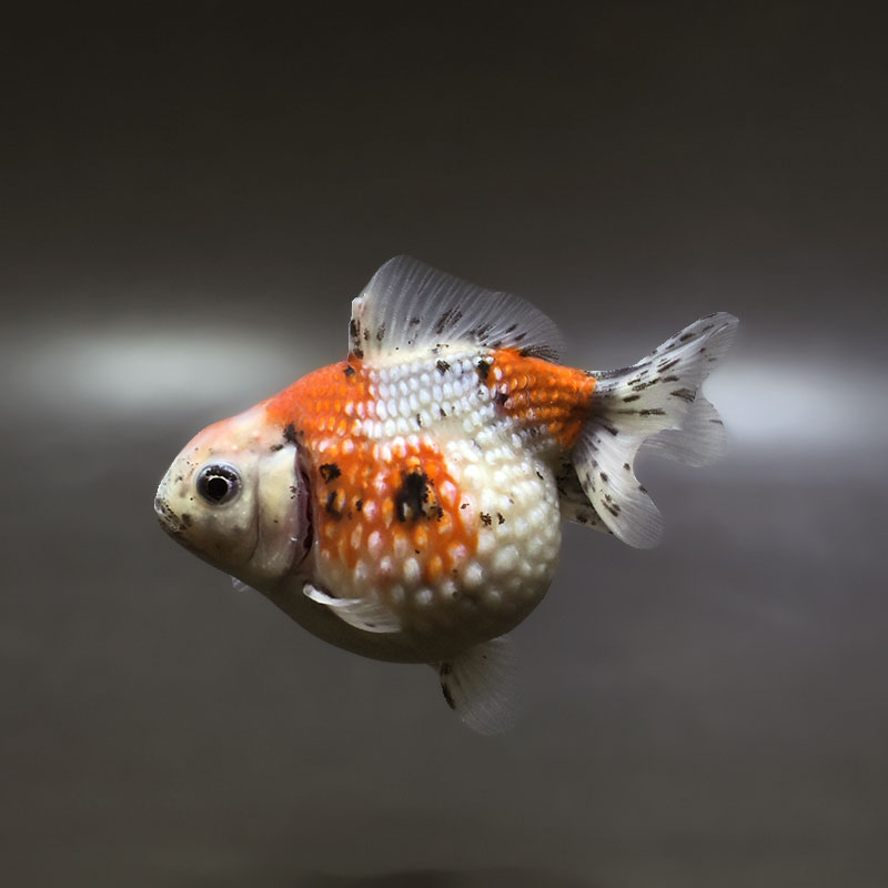 【金魚王子】キャリコピンポンパール 9cm前後 (個体番号：xsw643) 金魚 きんぎょ 生体 パールスケール 厳選個体