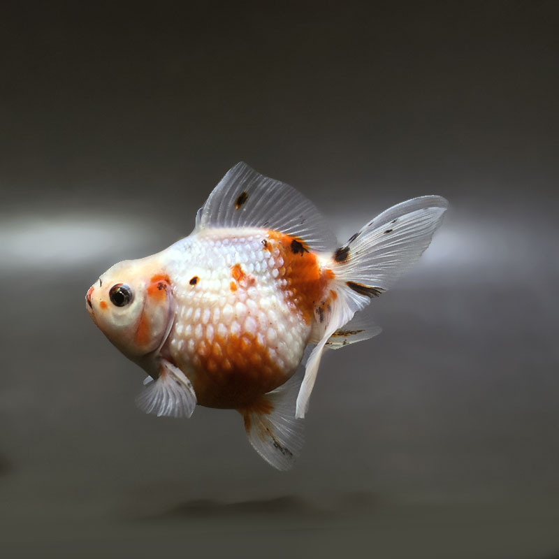 【金魚王子】キャリコピンポンパール 10cm前後 (個体番号：xsw644) 金魚 きんぎょ 生体 パールスケール 厳選個体