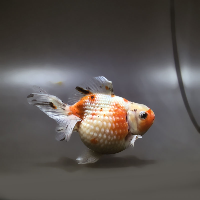 【金魚王子】キャリコピンポンパール 10cm前後 (個体番号：xsw645) 金魚 きんぎょ 生体 パールスケール 厳選個体