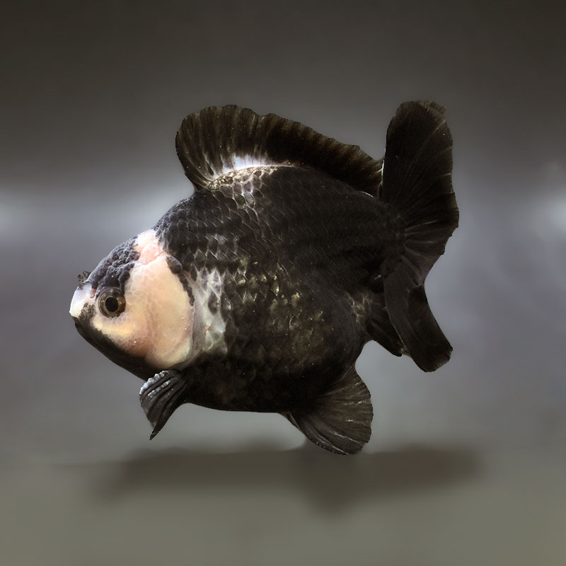 金魚,オランダ系 | 金魚の通販は「金魚王子 オンラインストア」金魚