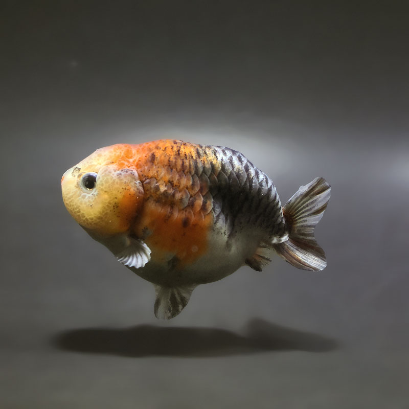 【金魚王子】キリンらんちゅう 9±1cm前後 (個体番号：xsw665) 金魚 きんぎょ 生体 らんちゅう 厳選個体