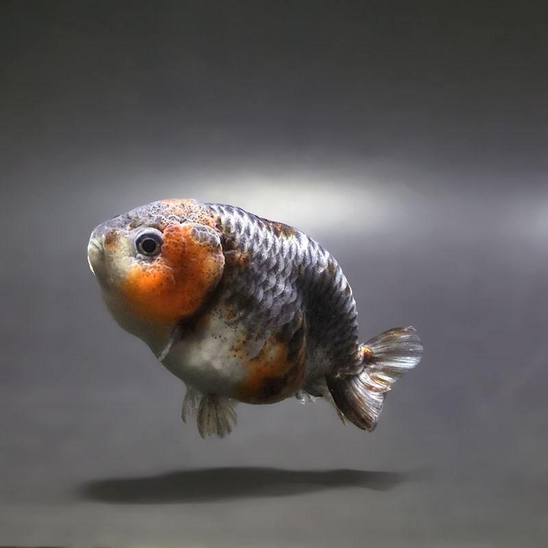 らんちゅう（150cm） 金魚王子】ベビーらんちゅう 6～7cm前後 (個体番号：xsw733) 金魚