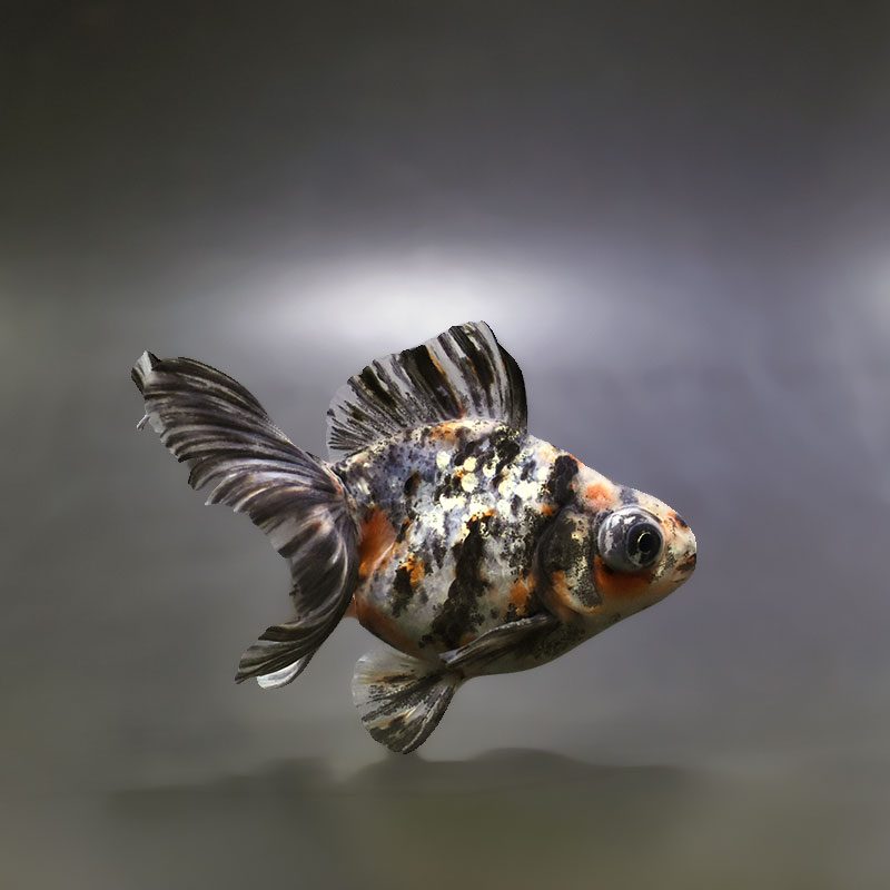 【金魚王子】キャリコ蝶尾 9.5±1cm前後 (個体番号：xsw671) 金魚 きんぎょ 生体 蝶尾 厳選個体